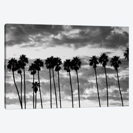 Palm trees against cloudy sky, Santa Barbara, California, USA Canvas Print #PIM15627} by Panoramic Images Art Print
