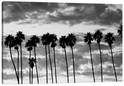 Palm trees against cloudy sky, Santa Barbara, California, USA Canvas Art Print