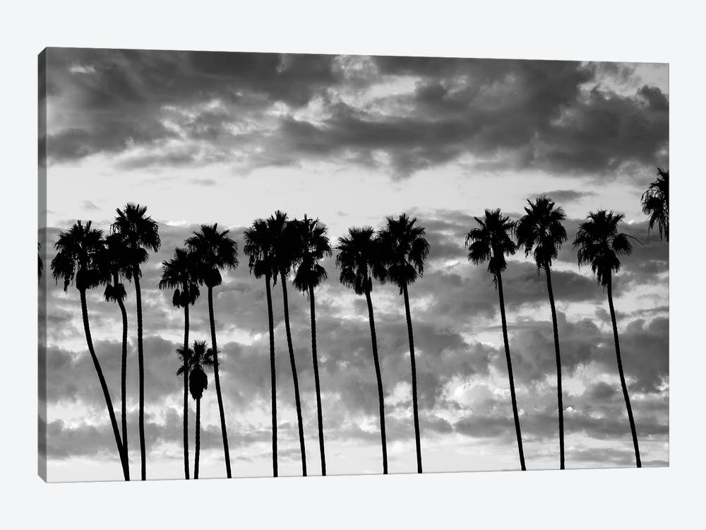 Palm trees against cloudy sky, Santa Barbara, California, USA by Panoramic Images 1-piece Canvas Art Print