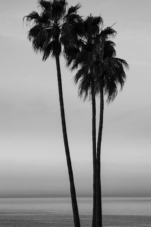 Palm trees at sunset on Santa Barbara beach, California, USA