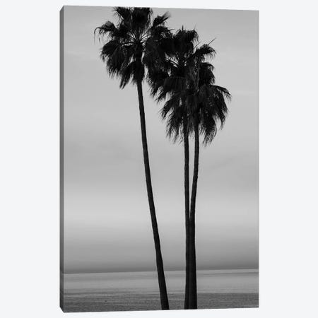 Palm trees at sunset on Santa Barbara beach, California, USA Canvas Print #PIM15628} by Panoramic Images Canvas Artwork