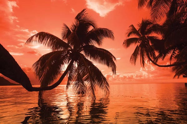 French Polynesia: Palm trees at sunset, Moorea, Tahiti, French Polynesia by Panoramic Images