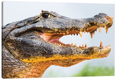 Pantanal cayman head, Porto Jofre, Mato Grosso, Brazil Canvas Art Print - Crocodile & Alligator Art