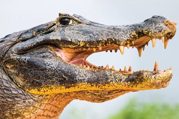 Brazil: Pantanal cayman head, Porto Jofre, Mato Grosso, Brazil by Panoramic Images