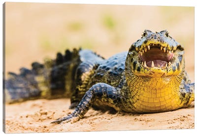 Pantanal cayman, Porto Jofre, Mato Grosso, Brazil Canvas Art Print - Crocodile & Alligator Art