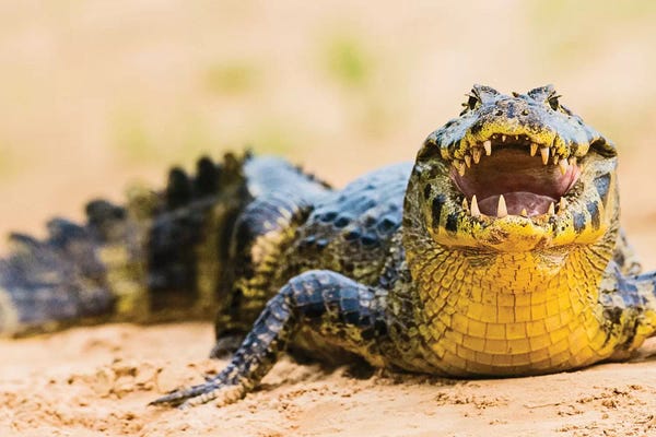 Alligators & Crocodiles: Pantanal cayman, Porto Jofre, Mato Grosso, Brazil by Panoramic Images