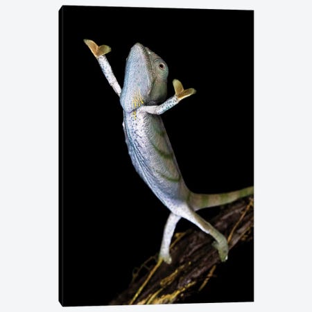 Parsons chameleon , Madagascar Canvas Print #PIM15632} by Panoramic Images Canvas Art Print