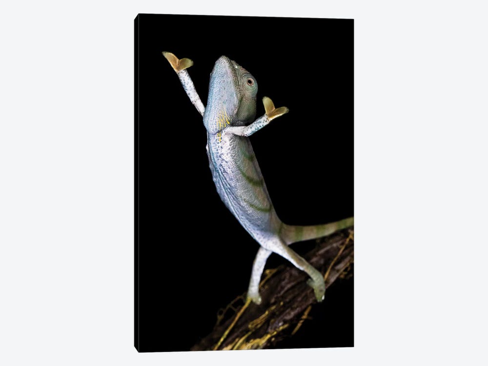 Parsons chameleon , Madagascar by Panoramic Images 1-piece Canvas Print