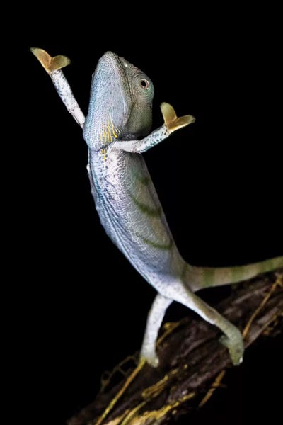 Chameleons: Parsons chameleon , Madagascar by Panoramic Images