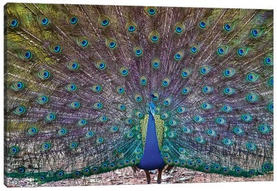 Peacock spreading tail, India Canvas Art Print - Peacock Art
