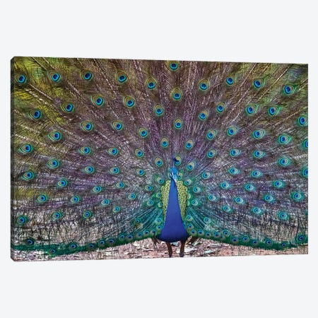 Peacock spreading tail, India Canvas Print #PIM15634} by Panoramic Images Canvas Wall Art