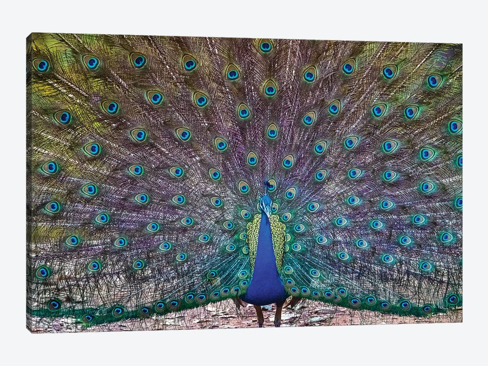 Peacock spreading tail, India by Panoramic Images 1-piece Art Print