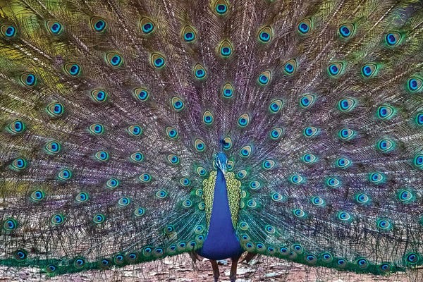 India: Peacock spreading tail, India by Panoramic Images