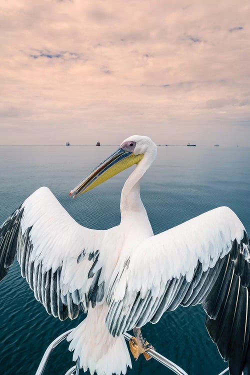 Pelican in Walvis Bay, Namibia, Africa