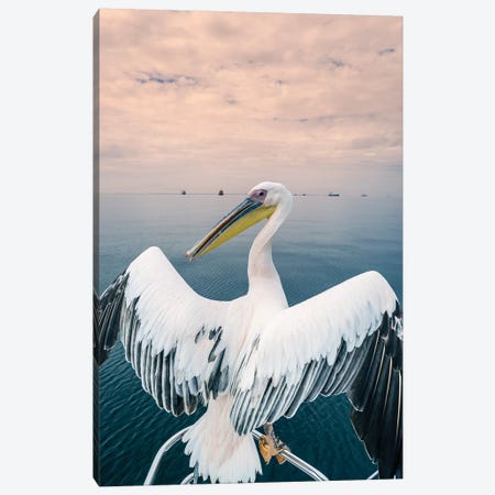 Pelican in Walvis Bay, Namibia, Africa Canvas Print #PIM15635} by Panoramic Images Canvas Art