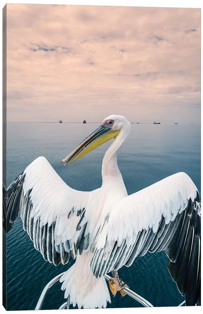 Pelican in Walvis Bay, Namibia, Africa Canvas Art Print - Namibia