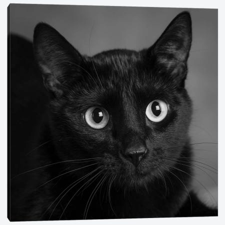 Portrait of a Black Cat Canvas Print #PIM15642} by Panoramic Images Canvas Wall Art