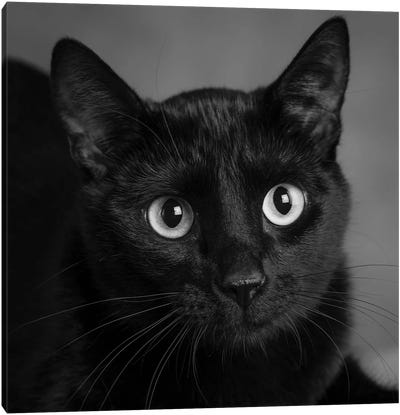 Portrait of a Black Cat Canvas Art Print - Animal & Pet Photography