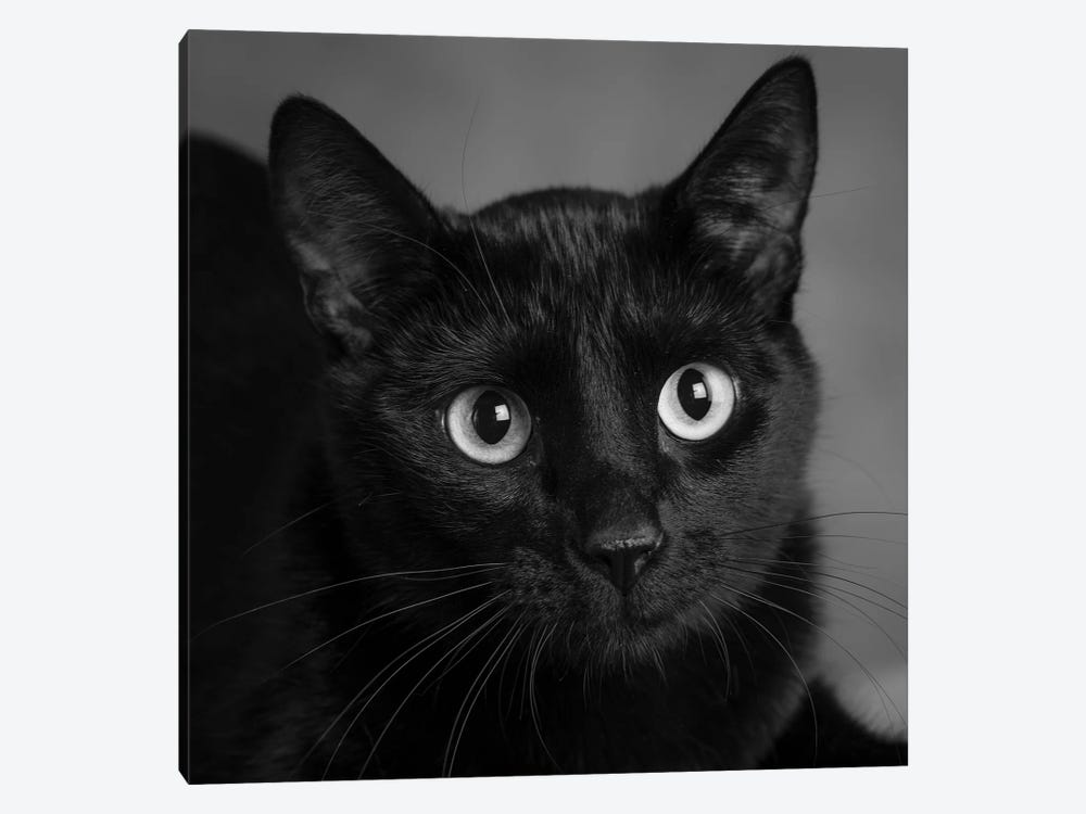 Portrait of a Black Cat by Panoramic Images 1-piece Canvas Art
