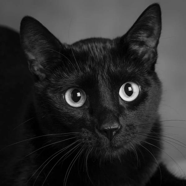 Black Cats: Portrait of a Black Cat by Panoramic Images