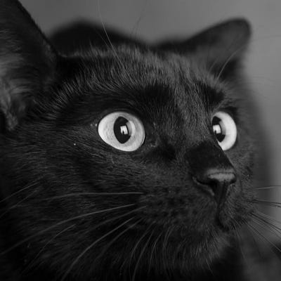 Portrait of a Black Cat by Panoramic Images metal wall art