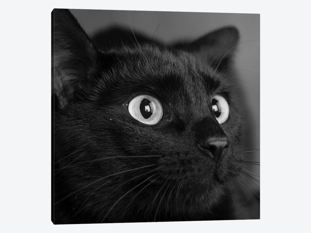 Portrait of a Black Cat by Panoramic Images 1-piece Art Print