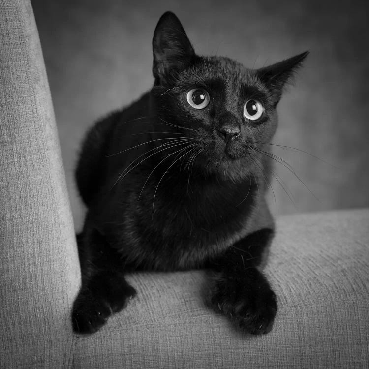 Portrait of a Black Cat on a Chair