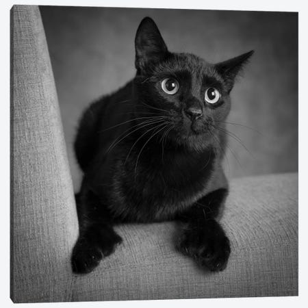 Portrait of a Black Cat on a Chair Canvas Print #PIM15644} by Panoramic Images Canvas Art Print