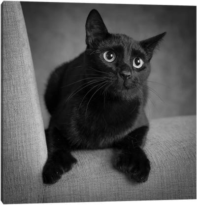 Portrait of a Black Cat on a Chair Canvas Art Print