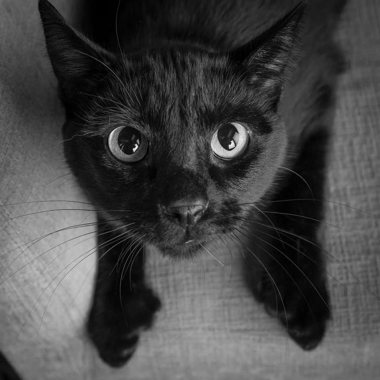 Portrait of a Black Cat on a Chair