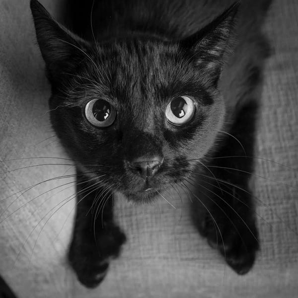 Black Cats: Portrait of a Black Cat on a Chair by Panoramic Images