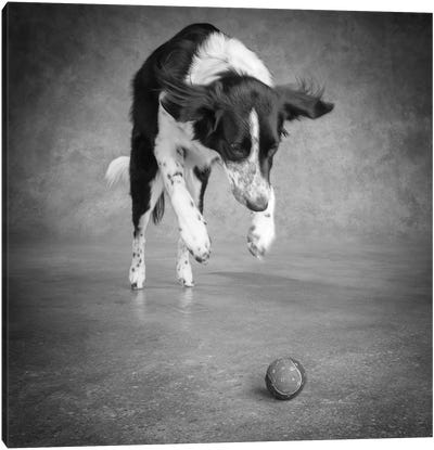 Portrait of a Border Collie Mix Dog Canvas Art Print - Animal & Pet Photography