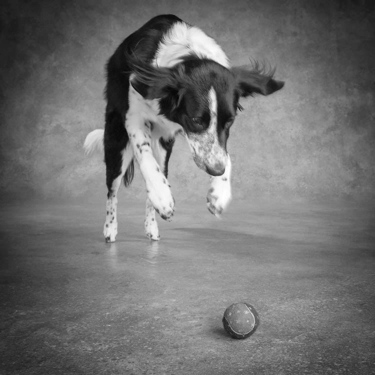 Portrait of a Border Collie Mix Dog