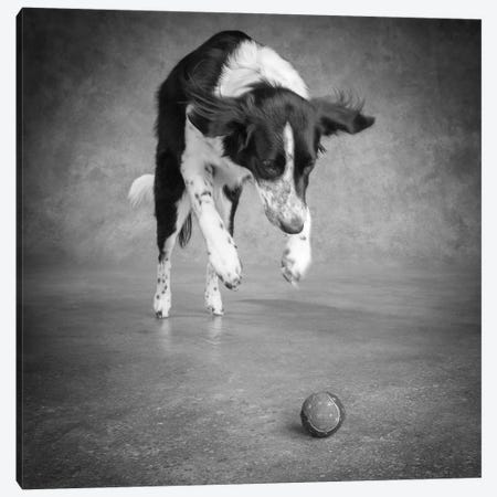 Portrait of a Border Collie Mix Dog Canvas Print #PIM15646} by Panoramic Images Art Print