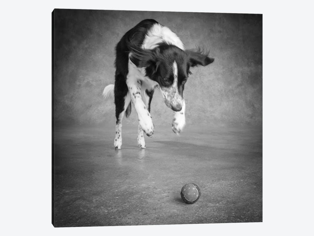 Portrait of a Border Collie Mix Dog by Panoramic Images 1-piece Canvas Artwork