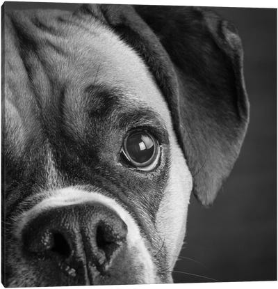 Portrait of a Boxer Dog Canvas Art Print - Animal & Pet Photography