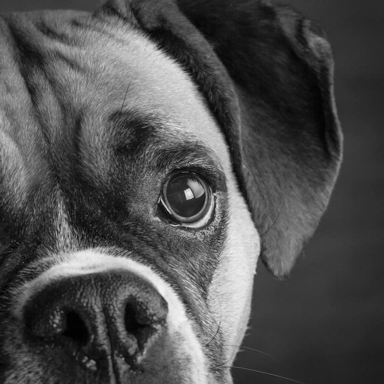 Portrait of a Boxer Dog