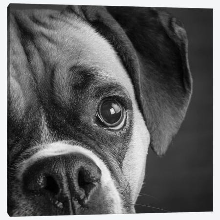 Portrait of a Boxer Dog Canvas Print #PIM15647} by Panoramic Images Canvas Art Print