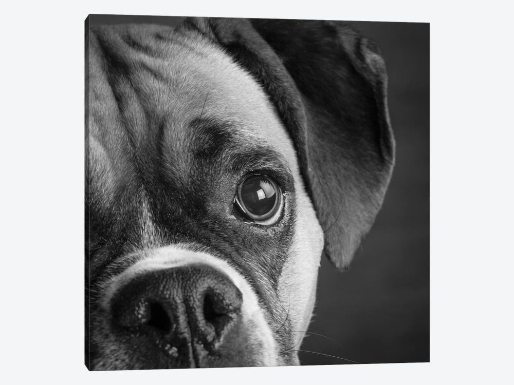 Portrait of a Boxer Dog by Panoramic Images 1-piece Canvas Print