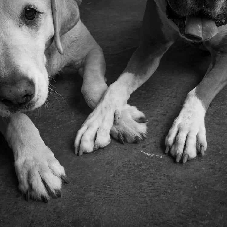 Portrait of a Boxer Dog and Golden Labrador Dog