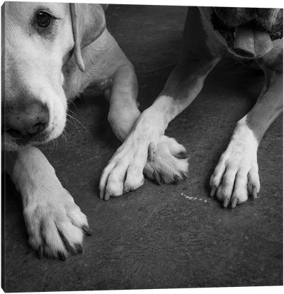 Portrait of a Boxer Dog and Golden Labrador Dog Canvas Art Print