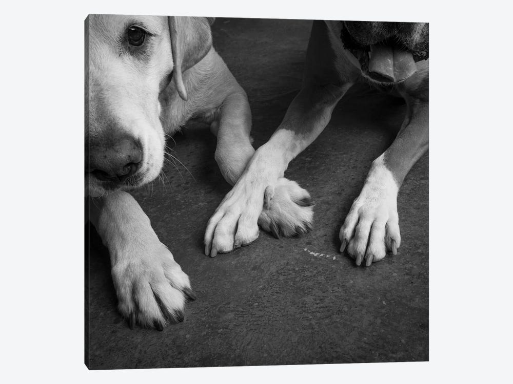 Portrait of a Boxer Dog and Golden Labrador Dog by Panoramic Images 1-piece Canvas Artwork