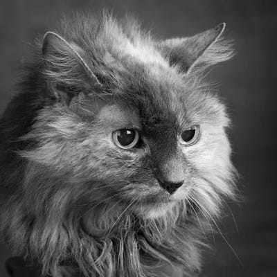 Portrait of a Cat by Panoramic Images canvas print