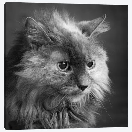 Portrait of a Cat Canvas Print #PIM15649} by Panoramic Images Canvas Wall Art