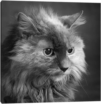 Portrait of a Cat Canvas Art Print