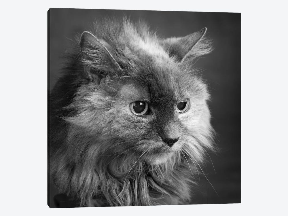 Portrait of a Cat by Panoramic Images 1-piece Art Print