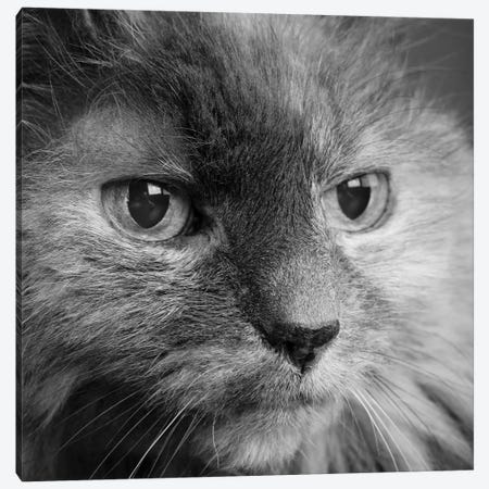 Portrait of a Cat Canvas Print #PIM15650} by Panoramic Images Art Print