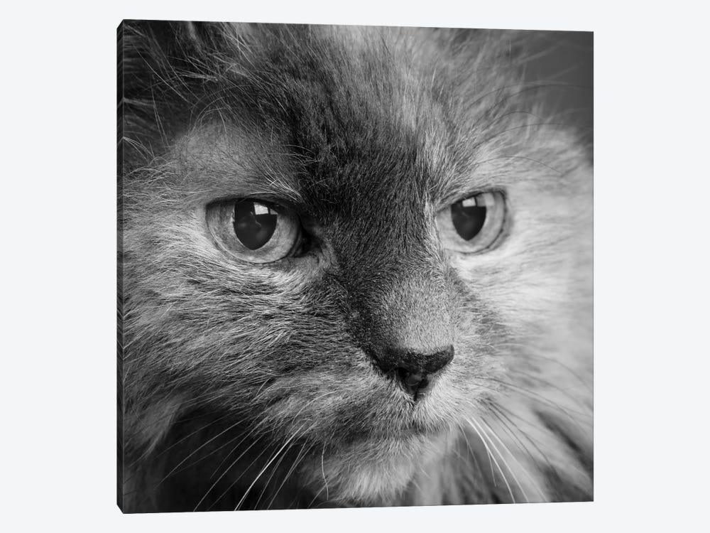 Portrait of a Cat by Panoramic Images 1-piece Canvas Print