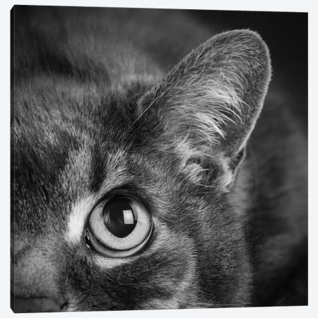 Portrait of a Cat Canvas Print #PIM15651} by Panoramic Images Art Print