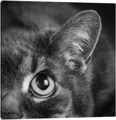 Portrait of a Cat Canvas Art Print